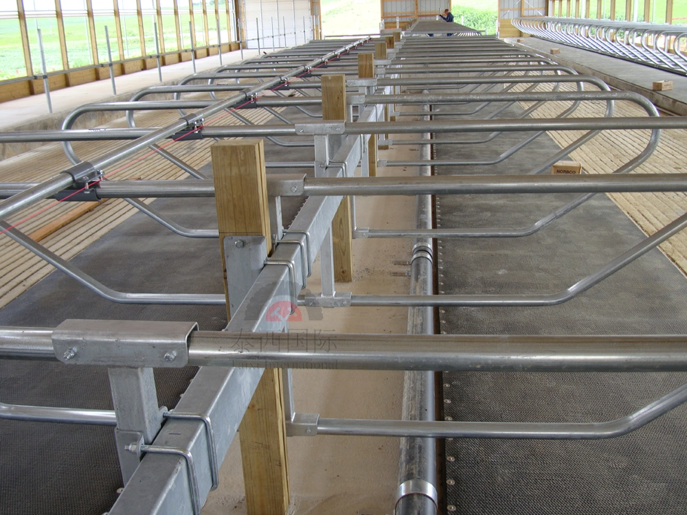 Hot-Dipped Galvanized Cattle Comfort Cubicle Cow Free Stall for Dairy Farm