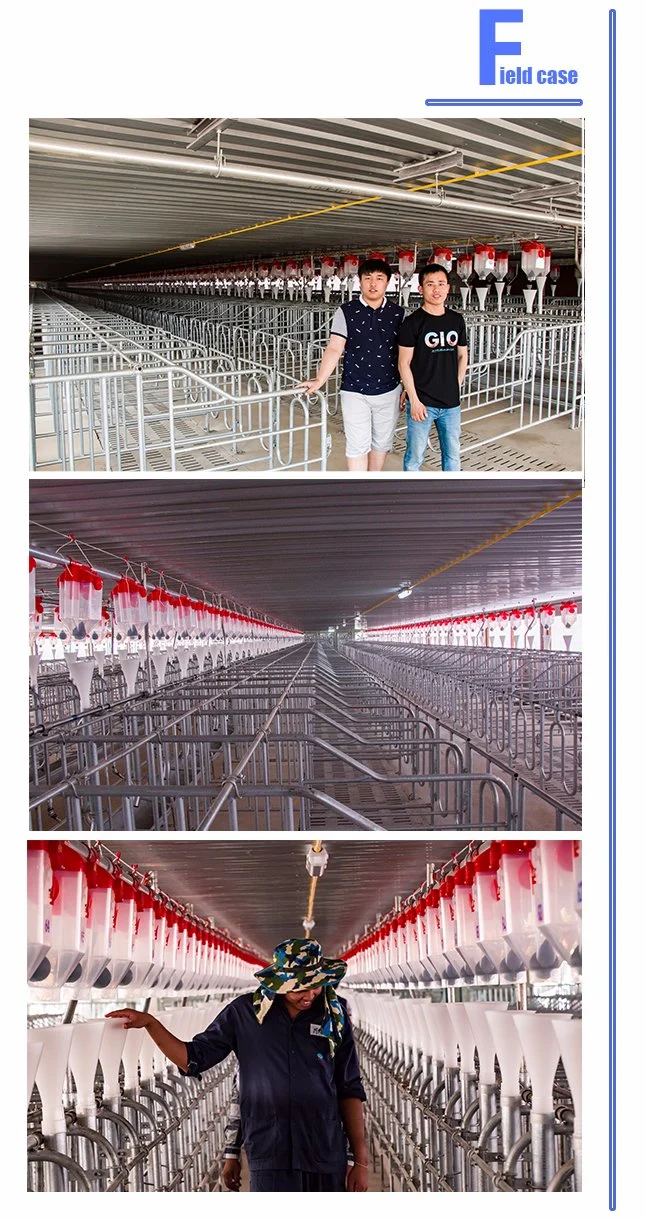 Pig Farm Equipment Pig Gestation Crates for Sow