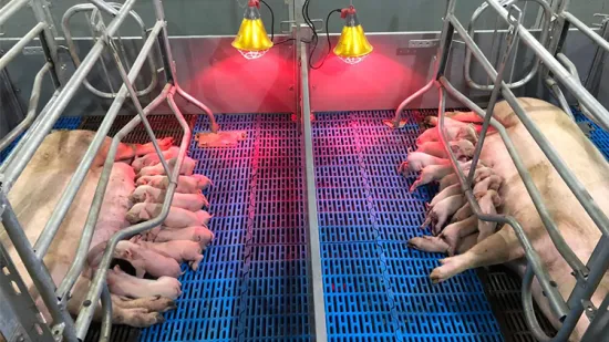 Pig Farming Equipment 500*35 PVC Board Nursery Crates