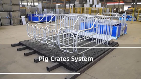 Stall Gestation Crates for Pigs  Galvanized Gestation Pen